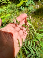 Vicia cassubica