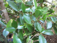 Cassipourea malosana