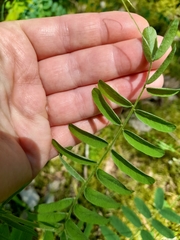 Vicia cassubica