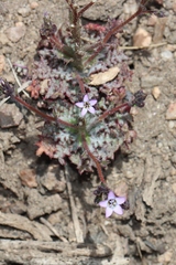 Gilia clokeyi
