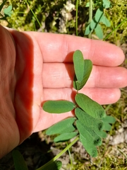 Vicia cassubica