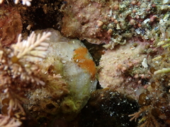 Schizoporella unicornis