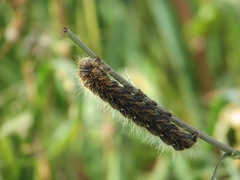 Aporia crataegi