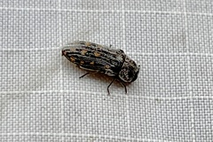 Acmaeoderopsis junki