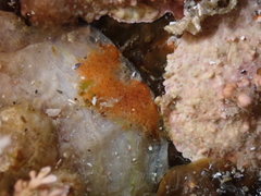 Schizoporella unicornis