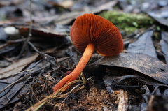 Cortinarius persplendidus
