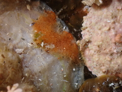 Schizoporella unicornis