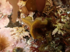 Primavelans insculpta