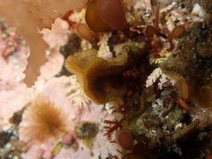 Primavelans insculpta