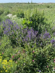 Salvia dumetorum
