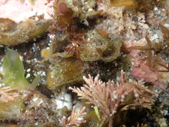 Primavelans insculpta