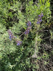 Salvia dumetorum