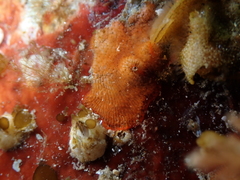 Schizoporella unicornis