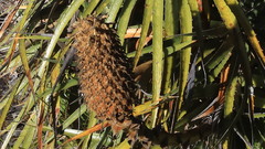 Puya stipitata