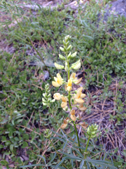 Lupinus angustiflorus