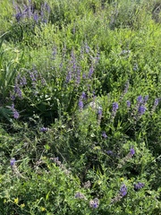 Salvia dumetorum