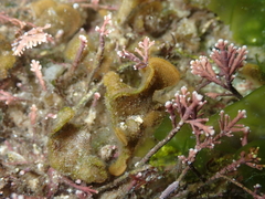 Primavelans insculpta