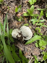Calvatia sculpta