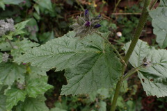 Fuertesimalva limensis