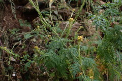 Descurainia myriophylla
