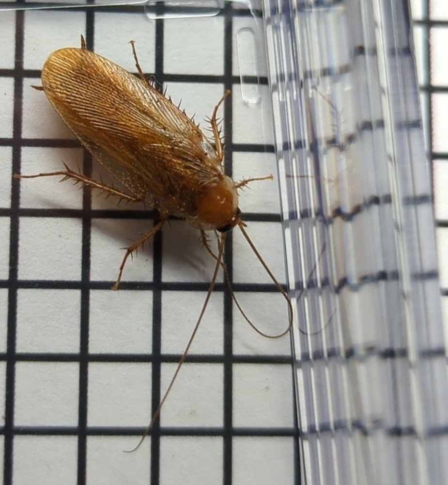 North American Wood Cockroaches from Pawnee County, OK, USA on June 04