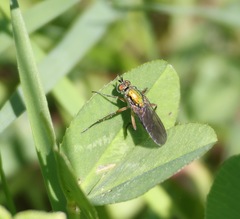 Poecilobothrus nobilitatus