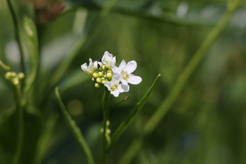 Image of Lepidium sativum by (c) Jerry Lanfear, some rights reserved (CC BY)