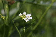 Lepidium sativum