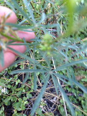 Lupinus angustiflorus