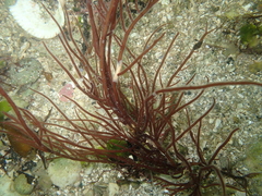 Gracilariaceae