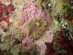 Dendrobeania lichenoides