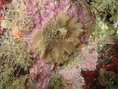 Dendrobeania lichenoides
