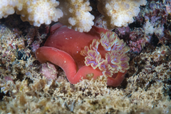 Hexabranchus sanguineus