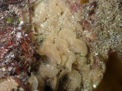 Dendrobeania lichenoides