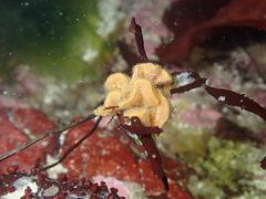 Primavelans insculpta