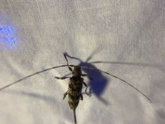 Acanthocinus obsoletus