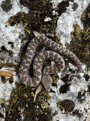 Vipera aspis hugyi