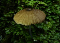 Entoloma persimile