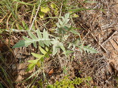 Hymenopappus artemisiifolius