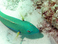 Sparisoma chrysopterum