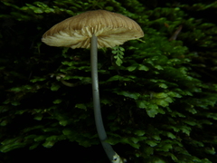 Entoloma persimile