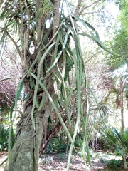 Selenicereus undatus