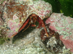 Pagurus hemphilli