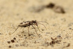 Ellipsoptera wapleri