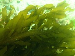 Desmarestia ligulata