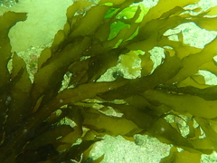 Desmarestia ligulata