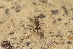 Ellipsoptera wapleri