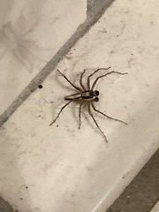 Oxyopes tridens