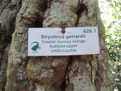 Strychnos gerrardii