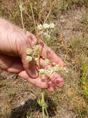 Hymenopappus artemisiifolius